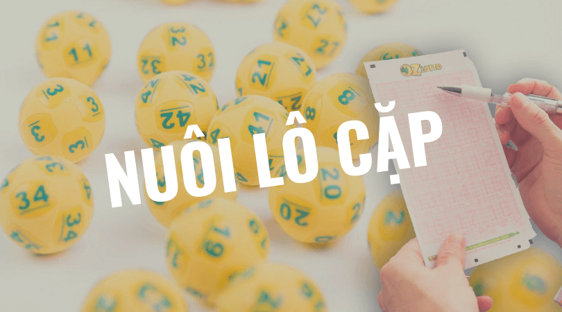 nuôi lô cặp